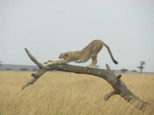 A Cheetah in Maasai Mara Game Reserve