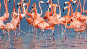Flamingos in Lake Nakuru with Africa Alpine Expeditions
