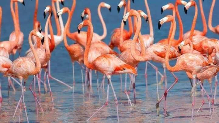 Flamingos in Lake Nakuru with Africa Alpine Expeditions