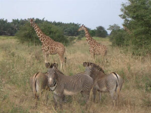 Grevy Zebras in Samburu National Reserve with Africa Alpine Expeditions